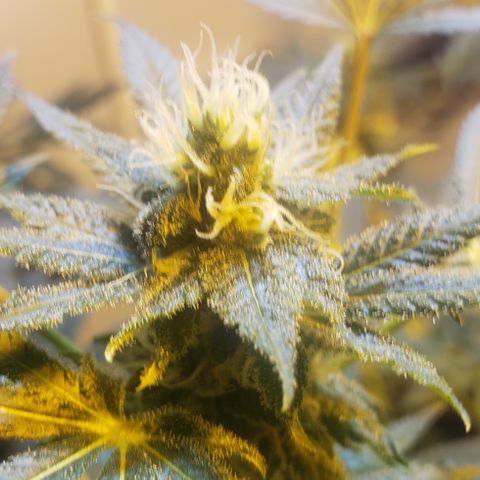 Tutankhamon #5-7 growlog timeline photo