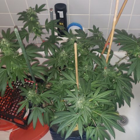 Smurf Punch #3 (Female)(Clone #3) growlog timeline photo