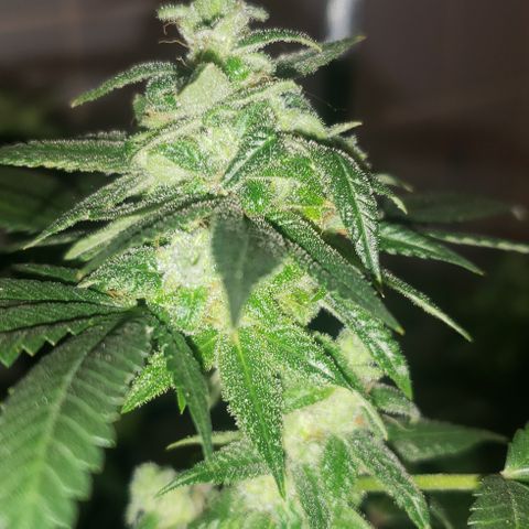 Smurf Punch #3 (Female)(Clone #3) growlog timeline photo