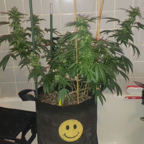 Smurf Punch #3 (Female)(Clone #3) growlog timeline photo