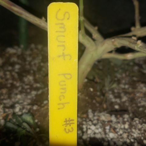 Smurf Punch #3 (Female)(Clone #3) growlog timeline photo