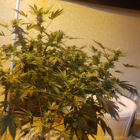 Tutankhamon #5-7 growlog timeline photo