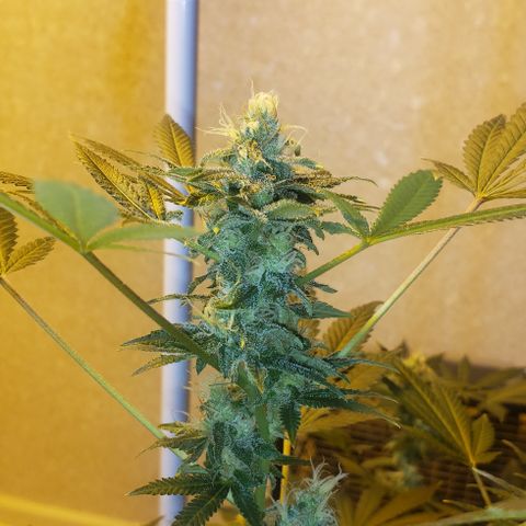 Tutankhamon #5-7 growlog timeline photo