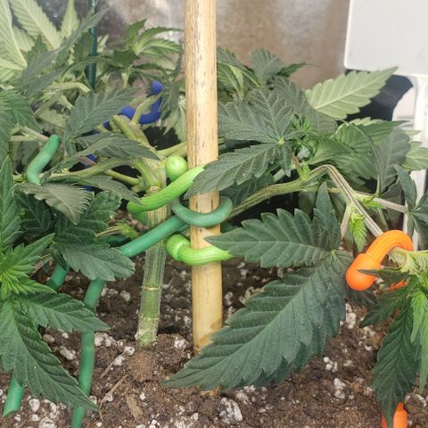 SLOAN LED 480w 4,000k(OG's Kush #2)(Fem) growlog photo: Training, & photo day