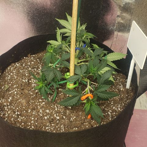 SLOAN LED 480w 4,000k(OG's Kush #2)(Fem) growlog photo: Training, & photo day
