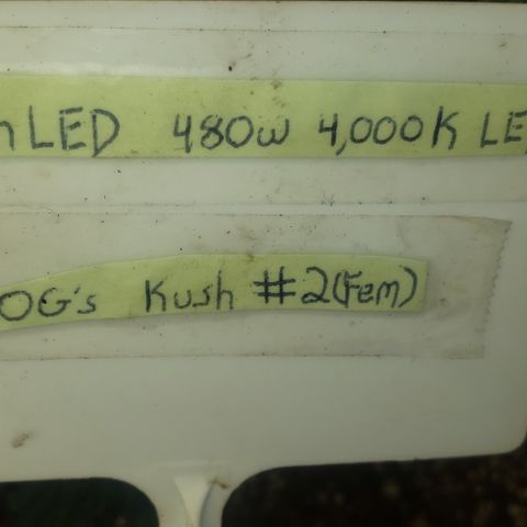 SLOAN LED 480w 4,000k(OG's Kush #2)(Fem) growlog photo: Training, & photo day