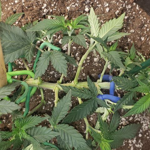 SLOAN LED 480w 4,000k(OG's Kush #2)(Fem) growlog photo: Training, & photo day
