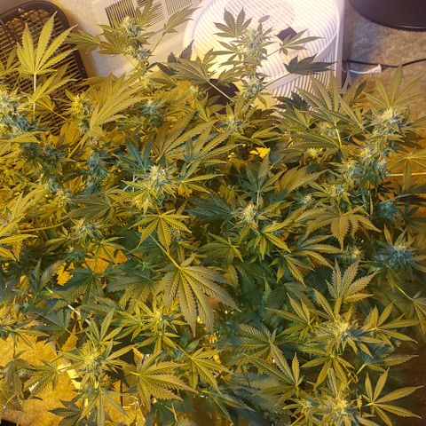 Tutankhamon #5-7 growlog timeline photo