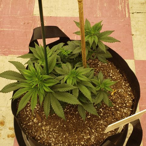 SLOAN LED 480w 4,000k(OG's Kush #2)(Fem) growlog timeline photo