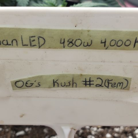 SLOAN LED 480w 4,000k(OG's Kush #2)(Fem) growlog timeline photo