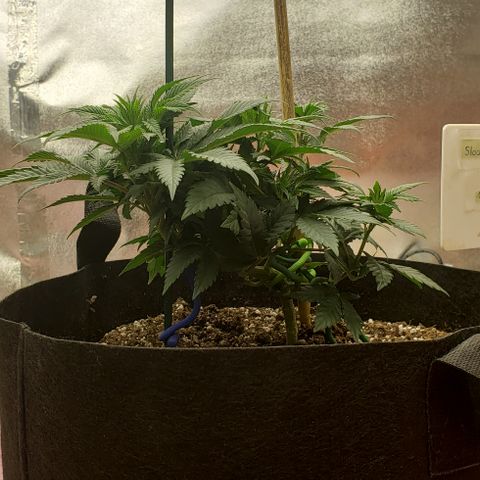 SLOAN LED 480w 4,000k(OG's Kush #2)(Fem) growlog timeline photo