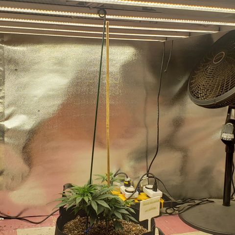 SLOAN LED 480w 4,000k(OG's Kush #2)(Fem) growlog timeline photo