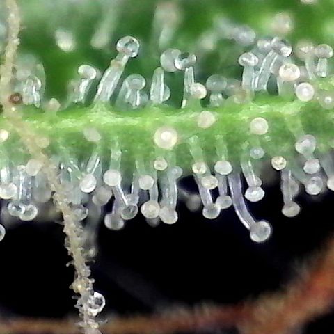 Smurf Punch #3 (Female)(Clone #3) growlog timeline photo