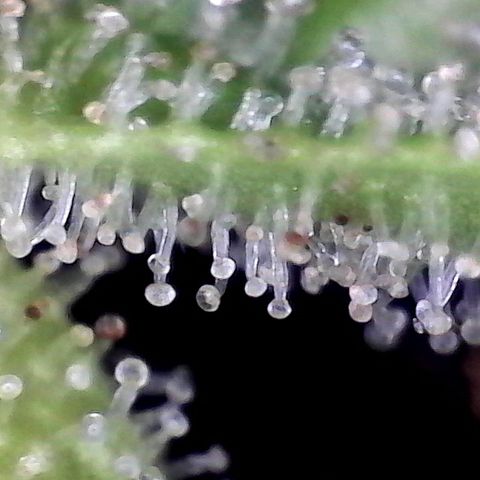 Smurf Punch #3 (Female)(Clone #3) growlog timeline photo