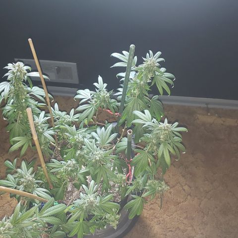Smurf Punch #3 (Female)(Clone #3) growlog timeline photo