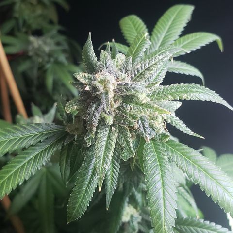 Smurf Punch #3 (Female)(Clone #3) growlog timeline photo