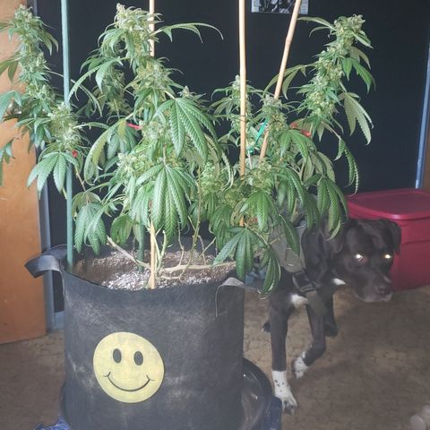 Smurf Punch #3 (Female)(Clone #3) growlog timeline photo