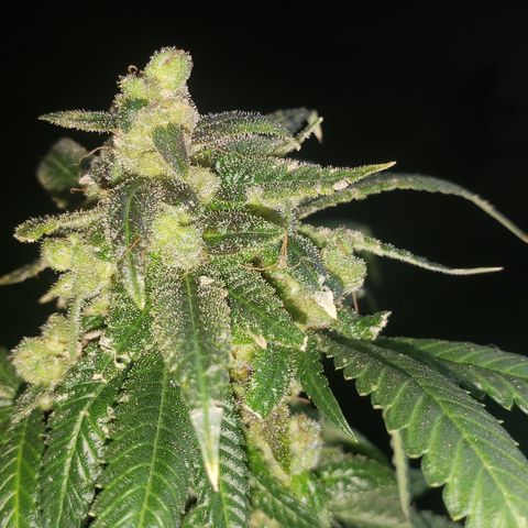 Smurf Punch #3 (Female)(Clone #3) growlog timeline photo