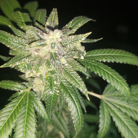 Smurf Punch #3 (Female)(Clone #3) growlog timeline photo