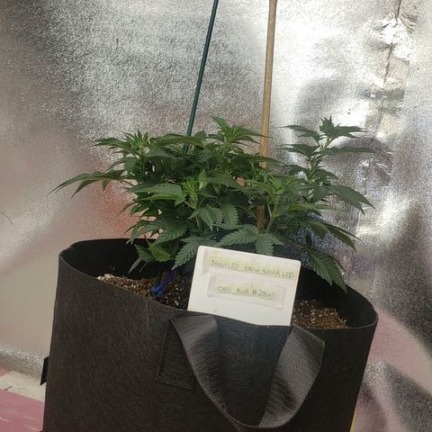 SLOAN LED 480w 4,000k(OG's Kush #2)(Fem) growlog timeline photo
