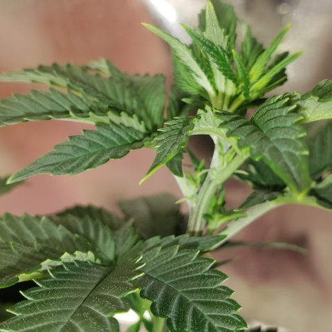 SLOAN LED 480w 4,000k(OG's Kush #2)(Fem) growlog timeline photo