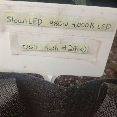 SLOAN LED 480w 4,000k(OG's Kush #2)(Fem) growlog timeline photo