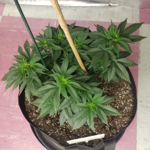 SLOAN LED 480w 4,000k(OG's Kush #2)(Fem) growlog timeline photo