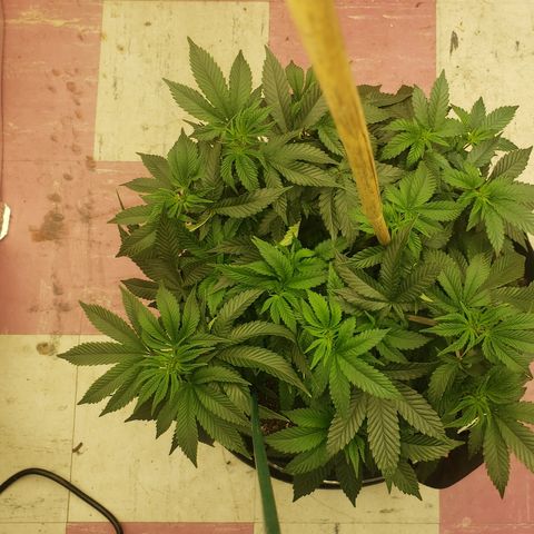 SLOAN LED 480w 4,000k(OG's Kush #2)(Fem) growlog photo: LED light still at same height. 