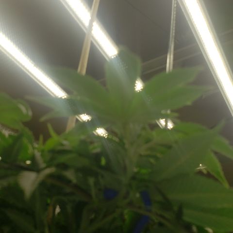 SLOAN LED 480w 4,000k(OG's Kush #2)(Fem) growlog photo: LED light still at same height. 