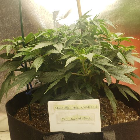 SLOAN LED 480w 4,000k(OG's Kush #2)(Fem) growlog photo: LED light still at same height. 