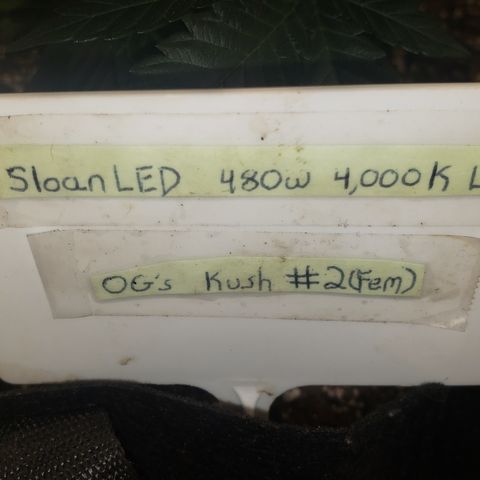 SLOAN LED 480w 4,000k(OG's Kush #2)(Fem) growlog photo: LED light still at same height. 