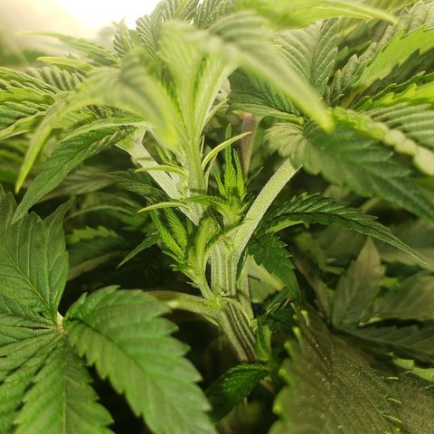 SLOAN LED 480w 4,000k(OG's Kush #2)(Fem) growlog photo: LED light still at same height. 