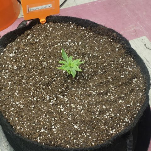 Pineapple Chunk #1 (Fem) growlog timeline photo