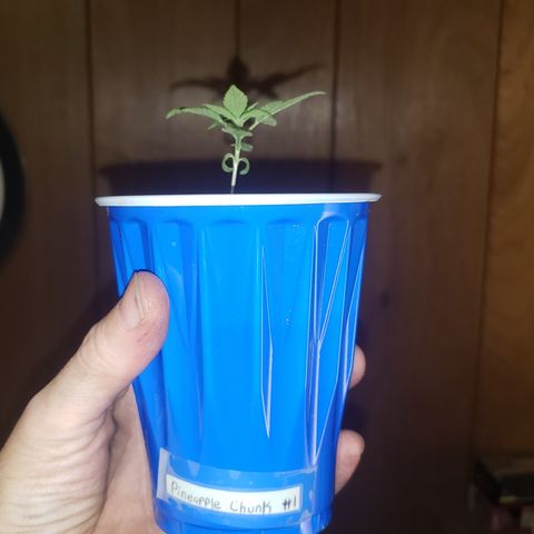 Pineapple Chunk #1 (Fem) growlog timeline photo