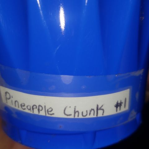 Pineapple Chunk #1 (Fem) growlog timeline photo