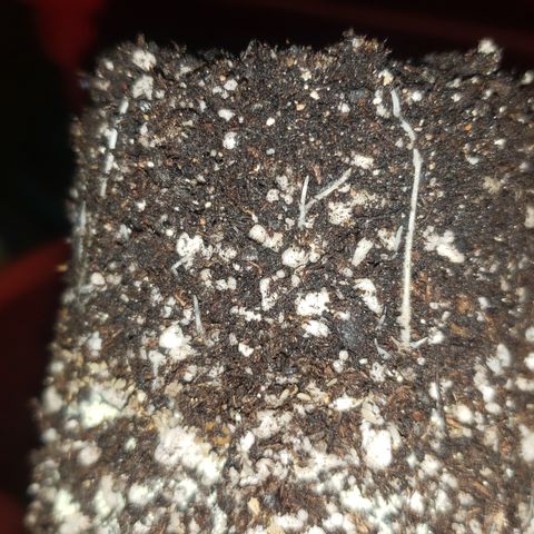 Pineapple Chunk #1 (Fem) growlog timeline photo