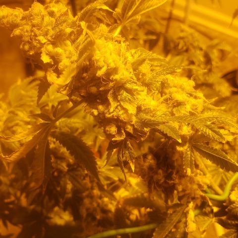 Tutankhamon #5-7 growlog timeline photo