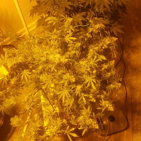 Tutankhamon #5-7 growlog timeline photo