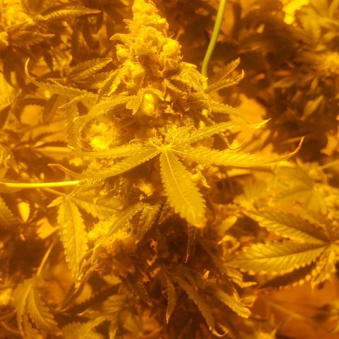 Tutankhamon #5-7 growlog timeline photo