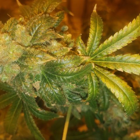 Tutankhamon #5-7 growlog timeline photo
