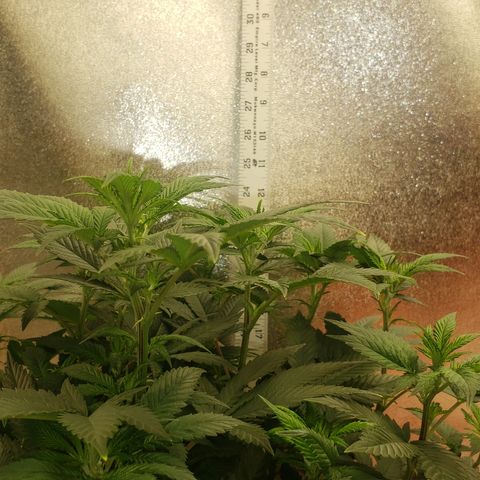 SLOAN LED 480w 4,000k(OG's Kush #2)(Fem) growlog timeline photo