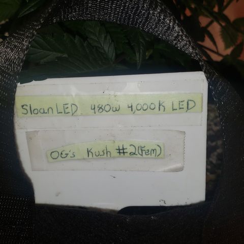 SLOAN LED 480w 4,000k(OG's Kush #2)(Fem) growlog timeline photo