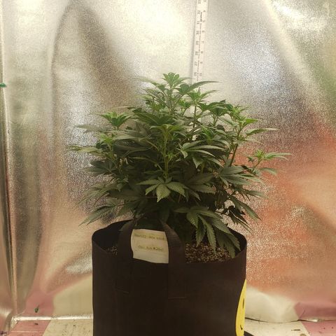SLOAN LED 480w 4,000k(OG's Kush #2)(Fem) growlog timeline photo