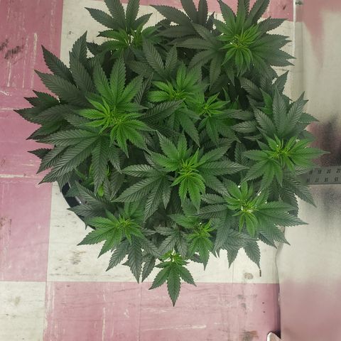 SLOAN LED 480w 4,000k(OG's Kush #2)(Fem) growlog timeline photo
