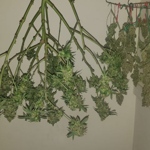 Tutankhamon #5-7 growlog timeline photo