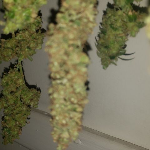 Tutankhamon #5-7 growlog timeline photo