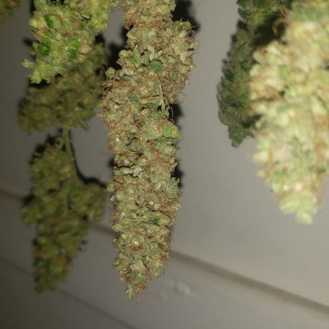 Tutankhamon #5-7 growlog timeline photo