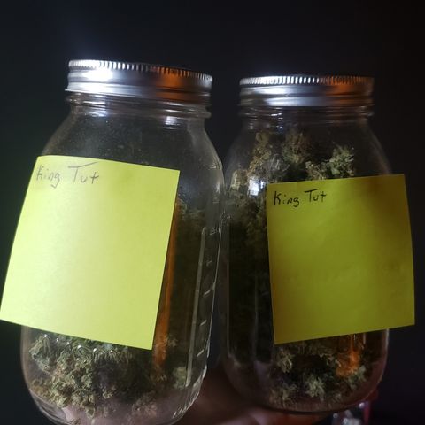 Tutankhamon #5-7 growlog timeline photo