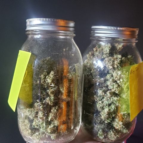 Tutankhamon #5-7 growlog timeline photo