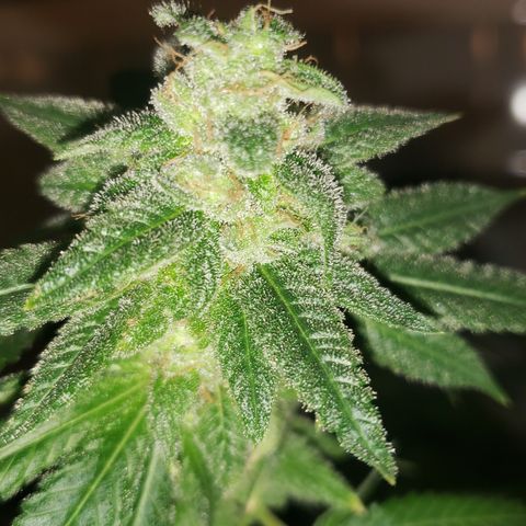 Smurf Punch F1 #4 (Female) growlog timeline photo
